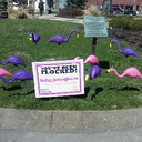 tammy thrasher - @flocking_flams - Twitter