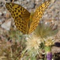 Aliri (@alinidel) 's Twitter Profile