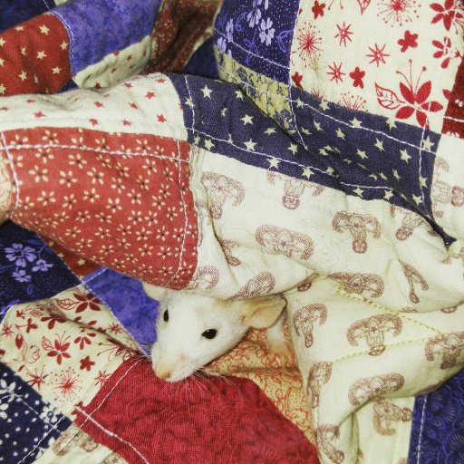 We love rats and we love making rat bedding for you.