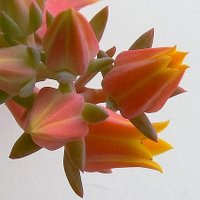 Edwina Light (@edwinalight) 's Twitter Profile