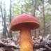 Mycology Tallahassee (@mycologynorthfl) Twitter profile photo Mycology Tallahassee (@mycologynorthfl) Twitter profile photo