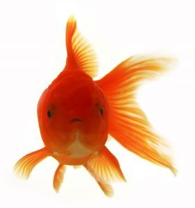 GoldfishCareGd's profile picture. Keeping, breeding and enjoying my goldfish