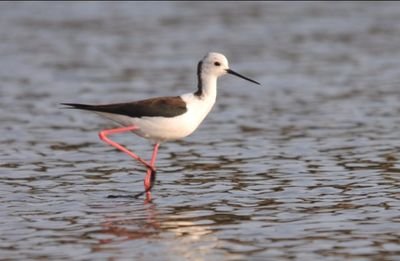 Fan d'oiseaux mais particulièrement d'oiseaux de marais comme les anatidés et les échassiers, fan également des magnifiques paysages de Camargue.