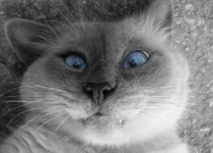 pussypic's profile picture. on the hunt for pussy pics