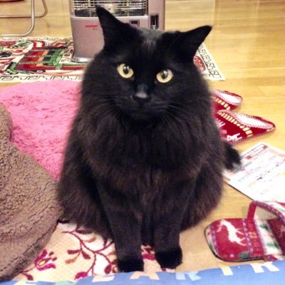 まちぷう🧷∀∀🧹🧹さんのプロフィール画像