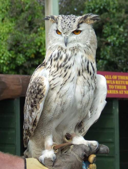 Simpletons's profile picture. 