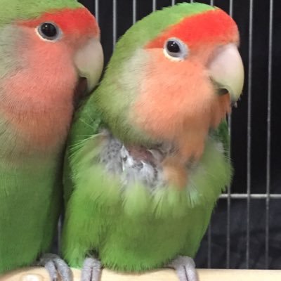 Ｈ28.8.8 東京都青梅市でコザクラインコが迷子になってしまいました。いつもリツイートして下さっている皆さま、ありがとうございます。残念ながら目撃情報はありません。