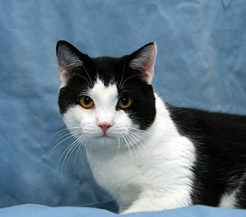 ShelteronWardSt's profile picture. The Northumberland Humane Society, 371 Ward Street,  Port Hope, Ontario Canada.