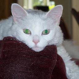 Emmie12750's profile picture. Same handle everywhere! 🧵🦋🐘👀