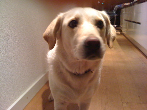 HighCommand's profile picture. She who must be obeyed