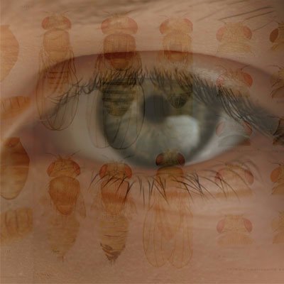 theflyroom's profile picture. A film abt the birthplace of genetics. When Betsey spends the day in the 1927 fly lab, she gets an unusual education in genetics from her father Calvin Bridges.