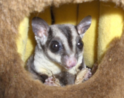 SuggieAmoureux's profile picture. Sugar Glider Lover,WAHM, SAHW,Eco warrior! It's not easy being Green. With 11 Sugar Gliders and 5 Chihuahuas, The Humans are definately out numbered!