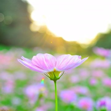 すべての美しい花の画像 新鮮な8 月 13 日 誕生 花 すべての美しい花の画像 新鮮な8 月 13 日 誕生 花