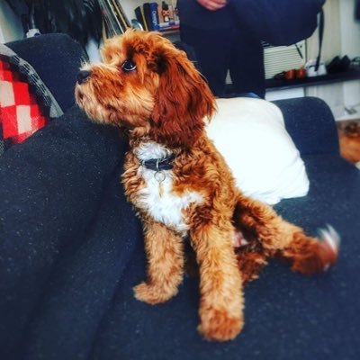 I'm neither Bob Morley nor Arryn Zech. Just a fan who runs a page dedicated to their pup, Ellie. She's a Cavoodle aka Cavalier King Charles Spaniel/Poodle mix.