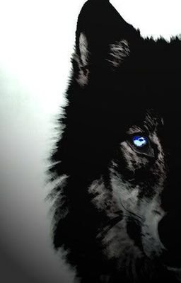 Pushing yourself is the best high in life, pick up the weights and get to work. Message me if you need help reaching your fitness goals.
Lone Wolf | Warrior