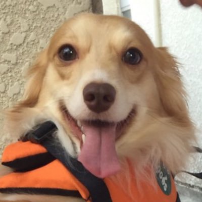 北斗星とそこらへんにいる犬さんのプロフィール画像