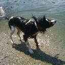 liam joseph - @DogAdventuresSF - Twitter