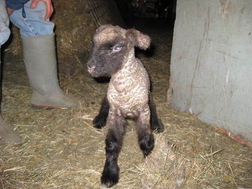 BrambleDJ's profile picture. Anti-racist feminist, lesbian college professor