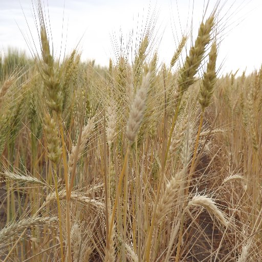 LuiseFanning's profile picture. Plant pathologist working in Horsham. Views are my own.