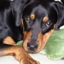 Stephanie Trojan - @ncdoglvr - Twitter