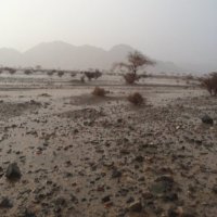 مراد الحربي (@moorad7) 's Twitter Profile