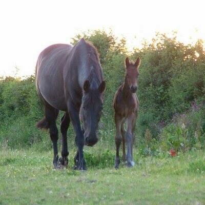 #EquineHour