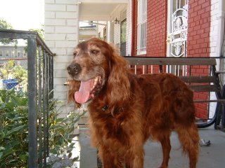 beard for an opinionated irish setter with no opposable thumbs