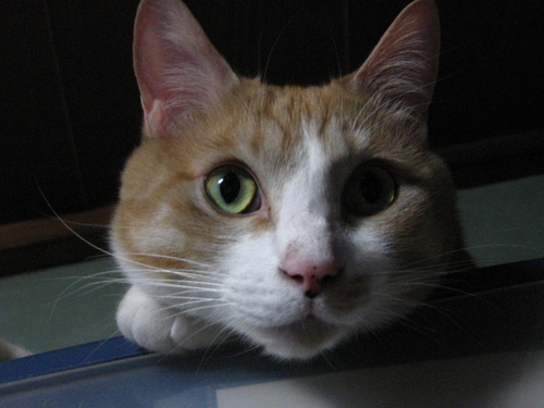 nikomi330yen's profile picture. 性別はおとこ 68歳になっちゃったｗいせや本店カウンター常連キープと 二郎ひばりヶ丘店に週一通う生活 還暦すぎてお医者様に引導わたされ 外食ラーメンは店主さん助手さんに生存報告をするためひばりにのみ特化したジジイ　フライフィッシング諸星大二郎元鉄オタｗオカルト系神社巡りと古神道飛騨の口碑がすき最近は中沢健さんの大ファン