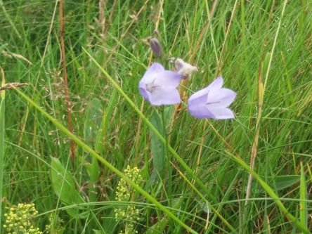 Solway Firth Partnership is an independent charity supporting a sustainable local economy while respecting, protecting and celebrating the natural heritage.