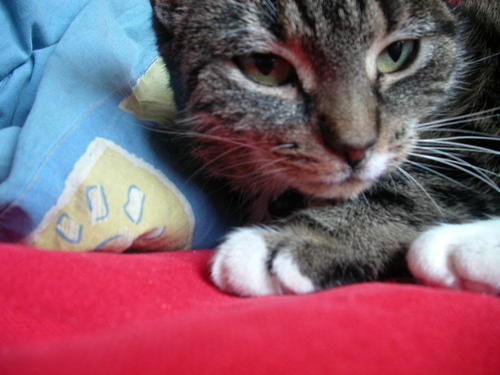 Carpette's profile picture. Somebaudy's cat. Mrrraaaw to meet you. *purrrr*