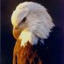 BOB THIBODEAU (@baldeagle1920) Twitter profile photo BOB THIBODEAU (@baldeagle1920) Twitter profile photo