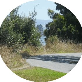 A_heterophyllus's profile picture. 