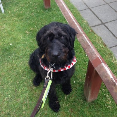 born on the 17th may 2014, I am a qualified guide dog for my mum Katie who is deaf blind. love to work guiding and get lots of free play time.
