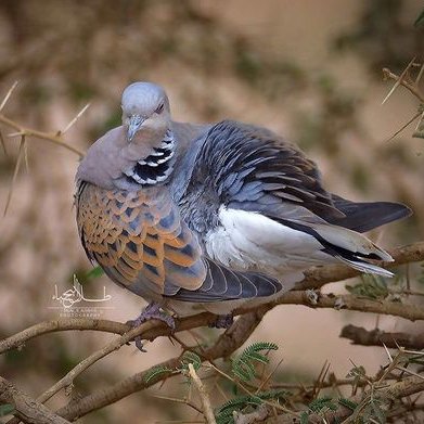 مقناص ينبع Naiiijjf1234 Twitter