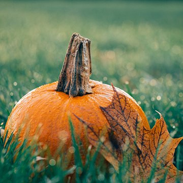 Rock Creek Farm is so much more than a pumpkin patch — it’s a real, working farm offering a cornucopia of autumn fun!