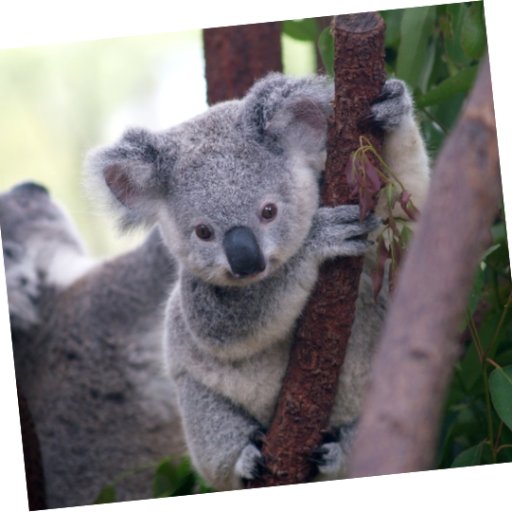 The Association for Computational Linguistics meeting will be held in Melbourne, Australia in July 2018.