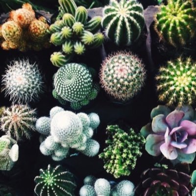 aswisnoqt's profile picture. (they/them)