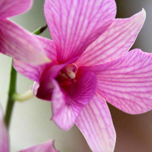 Como plantar orquídeas. Fotos, vídeos de orquídeas e dicas de cultivo. Tudo Grátis!