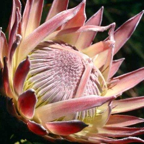 shayneramsay's profile picture. Wide interests. Fintech to tennis, arts to conservation, Tesla to books, and dogs. A liberal and a democrat. From Cape Town to London.