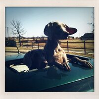Tucker and Tessie - @Our2Weimaraners Twitter Profile Photo