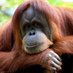 Orangutan Events (@OrangutanDay) Twitter profile photo