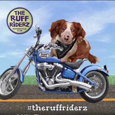 GeorgetheHotDog's profile picture. I'm an albino minature long hair double dappled dachshund. I live with my human Mom & Dad, my doggie sisters Joie & Daisy and my feline pals Mad Max & Sydney.