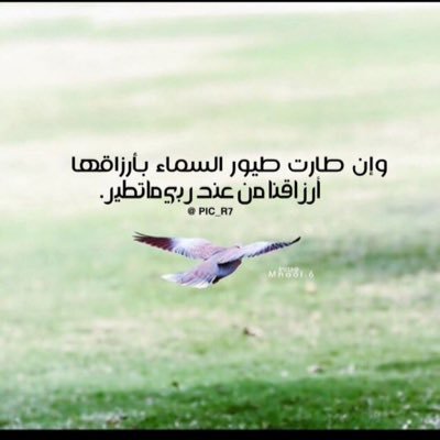 zarko0o's profile picture. 