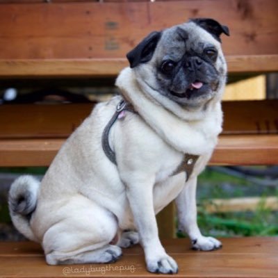 realladybugpug's profile picture. A little rescue pug in the 6ix called LadyBug - model, fashionista, princess.