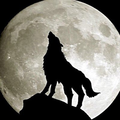 WolfyConnor101's profile picture. Cute animals Games Gaming