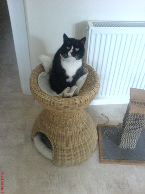 Smudgeness's profile picture. 