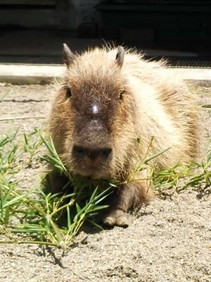 カピバラ、亀が大好き。ペエーちゃん一家が大好き。市川市動植物園の写真多め。盛岡から来たイチョウも大好き。動画、写真などの無断使用禁止。Mr.Children、ウカスカジーとハンドメイドも大好き。 https://t.co/r6E3LZm1Keで販売も。https://t.co/kdU807fMBg