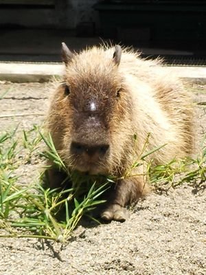 カピバラが大好き。ペエーちゃん一家が大好き。市川市動植物園の写真多め。盛岡から来たイチョウも大好き。動画、写真などの無断使用禁止。Mr.Children、ウカスカジーとハンドメイドも大好き。 https://t.co/r6E3LZm1Keで販売も。https://t.co/kdU807fMBg