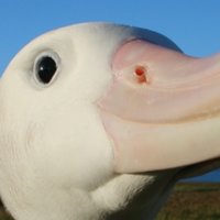 BirdLife Seabirds (@seabird_sos) 's Twitter Profile