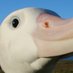 BirdLife Seabirds (@seabird_sos) Twitter profile photo